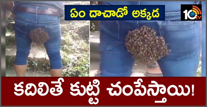 ఏం దాచాడో అక్కడ :కదిలితే కుట్టి చంపేస్తాయి! ఏం దాచాడో అక్కడ :కదిలితే కుట్టి చంపేస్తాయి!