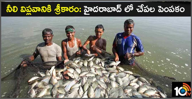 నీలి విప్లవానికి శ్రీకారం: హైదరాబాద్ లో చేపల పెంపకం నీలి విప్లవానికి శ్రీకారం: హైదరాబాద్ లో చేపల పెంపకం
