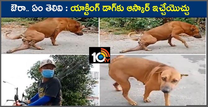 Very clever street dog fakes broken leg to get food and attention from riders in thailand