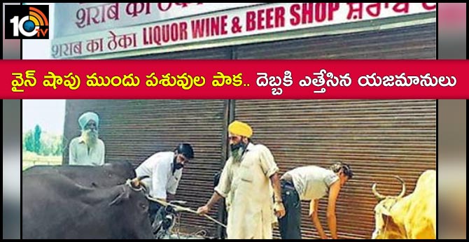 Irate residents tie cattle outside shop..Furore over reopening of liquor vend in Mohali