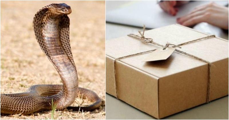 A man found a Cobra snake inside a courier parcel