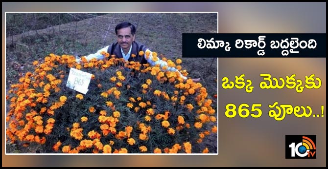 లిమ్కా రికార్డ్ బద్దలైంది : ఒక్క మొక్కకు 865 పూలు..! లిమ్కా రికార్డ్ బద్దలైంది : ఒక్క మొక్కకు 865 పూలు..!