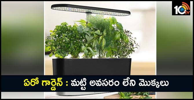 Aero garden..There are no plants that need soil