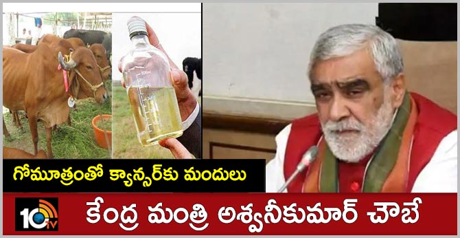 Cow urine to be used in medicines and treatment of cancer: Health Minister Ashwini Choubey