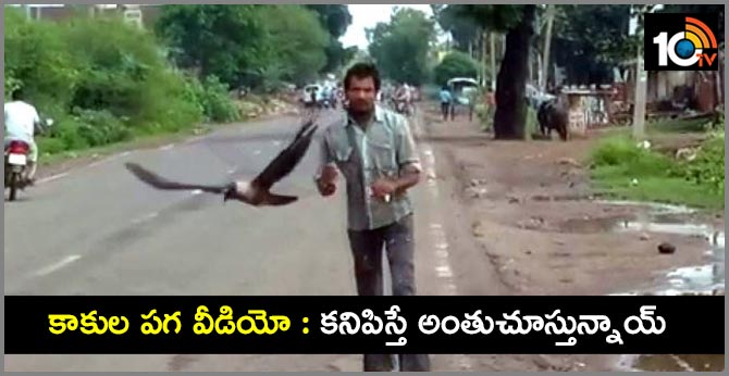 Crows became enemies of this man's life, he has been chasing for 3 years in shivpuri MP