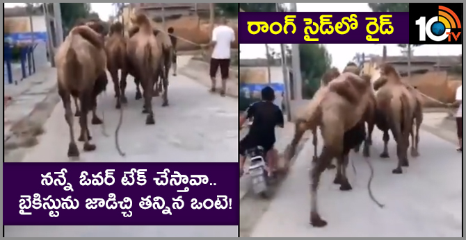 Don't Come To My Wrong Side: Camel Kicks A Biker Off His Bike For Trying To Overtake It
