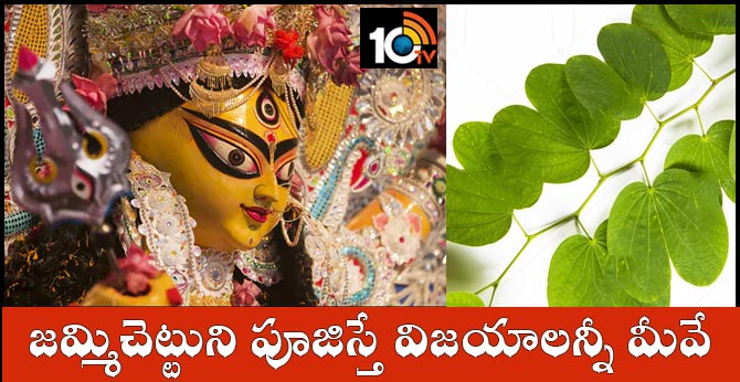 జమ్మిచెట్టుని పూజిస్తే విజయాలన్నీ మీవే జమ్మిచెట్టుని పూజిస్తే విజయాలన్నీ మీవే