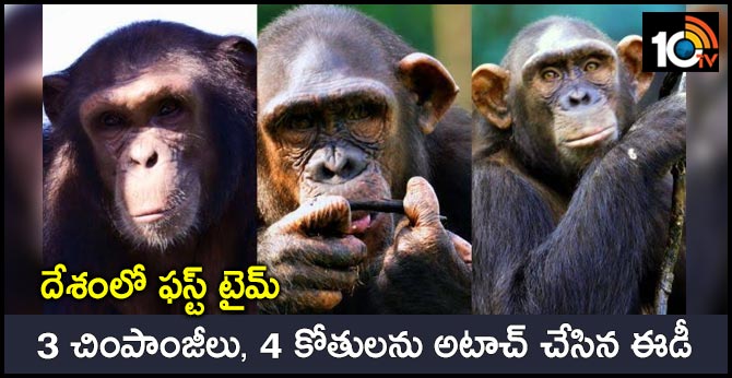 In a first, ED attaches chimpanzees, marmosets in PMLA case
