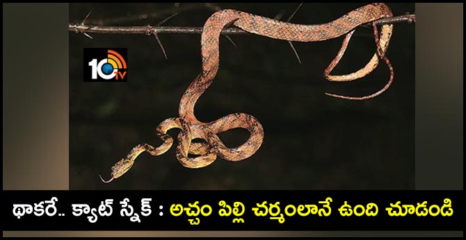 New Snake Species Named After Uddhav Thackeray's Younger Son