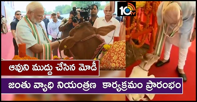 ఆవుని ముద్దు చేసిన మోడీ : జంతు వ్యాధి నియంత్రణ కార్యక్రమం ప్రారంభం ఆవుని ముద్దు చేసిన మోడీ : జంతు వ్యాధి నియంత్రణ కార్యక్రమం ప్రారంభం