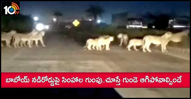 Seven lions on the road In Gujarat