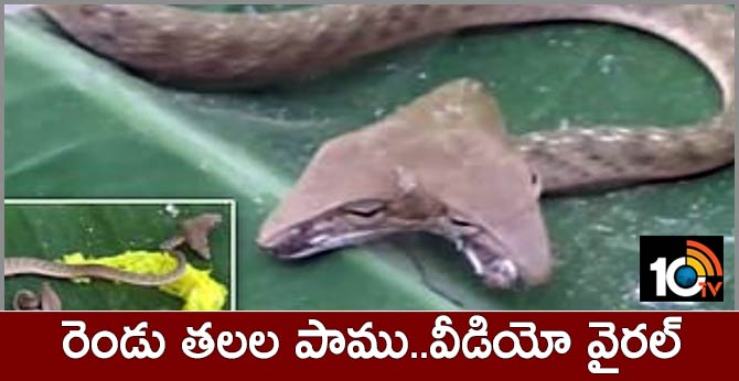 రెండు తలల పాము..వీడియో వైరల్ రెండు తలల పాము..వీడియో వైరల్