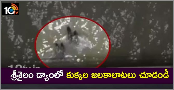 Water Dogs Found At Srisailam Dam In Kurnool AP