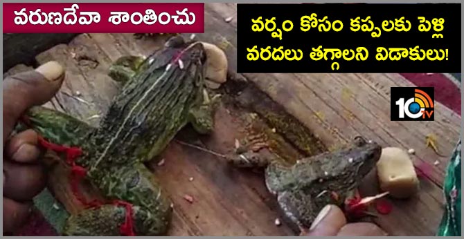 Weeks After Marriage To Please Rain God, Frogs Divorced To End Downpour