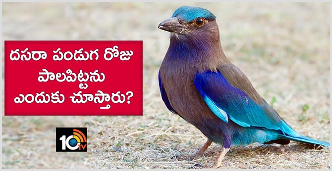 Why Do You See Palapitta On Dussehra Festival Day?