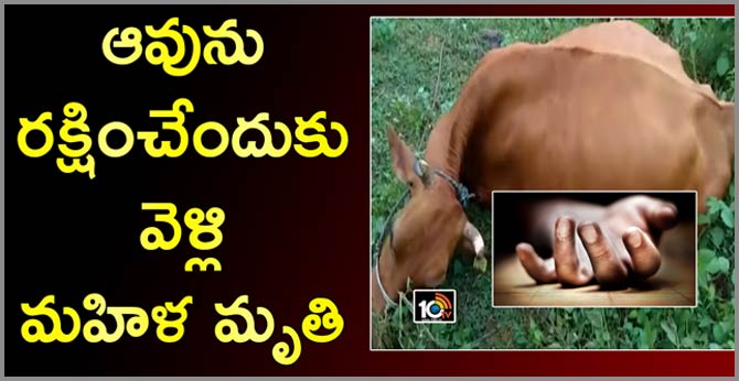 ఆవును రక్షించేందుకు వెళ్లి మహిళ మృతి ఆవును రక్షించేందుకు వెళ్లి మహిళ మృతి