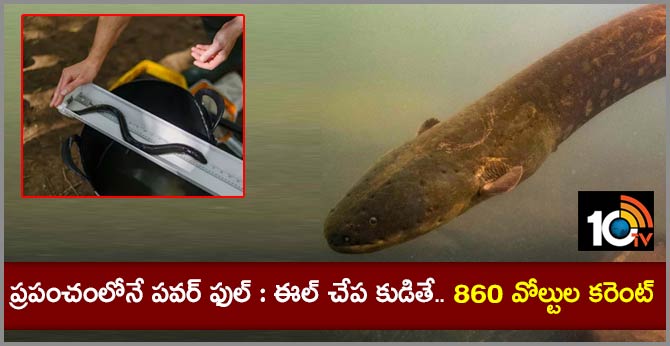 World's Most Powerful Electric Eel Found In Amazon Rainforest, It Can Deliver Jolt Of 860 Volts
