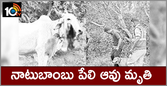నాటుబాంబు పేలి ఆవు మృతి నాటుబాంబు పేలి ఆవు మృతి