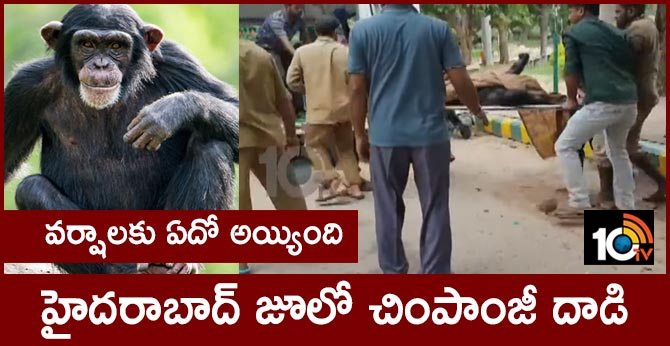 chimpanzee attack on staff in Hyderabad zoo