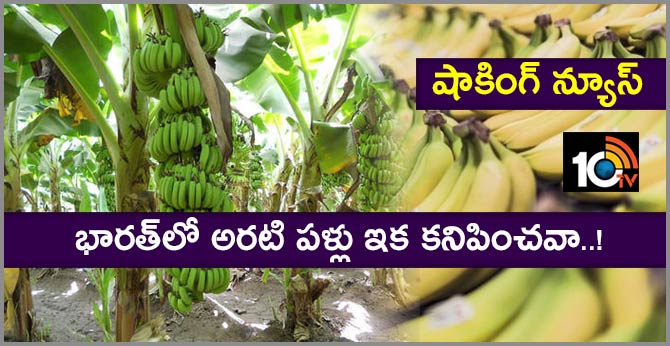 climate change could see significant decline in banana production in India