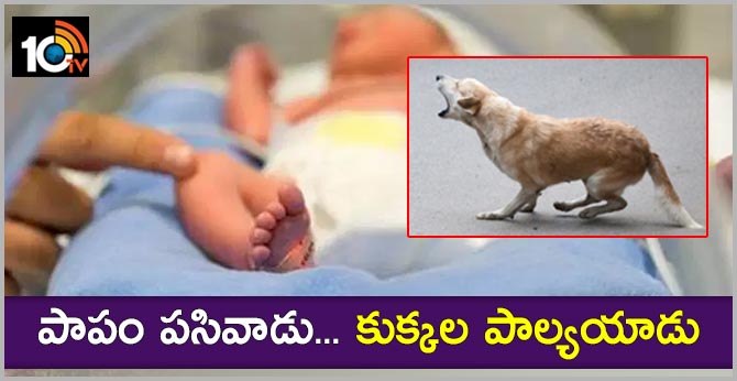 dogs attack birth child at banjara hills hyderabad