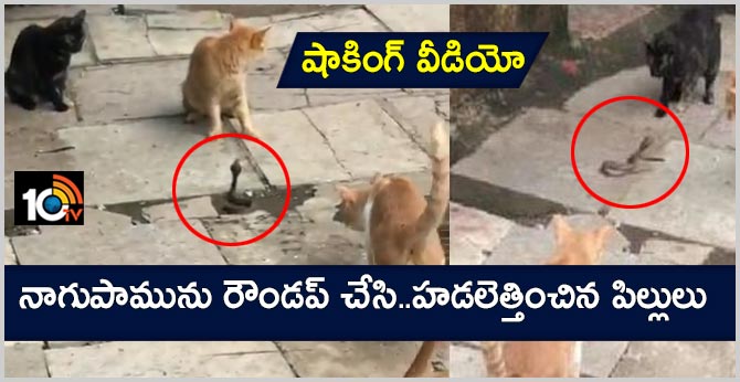 four cats fight a Cobra snake in this shocking