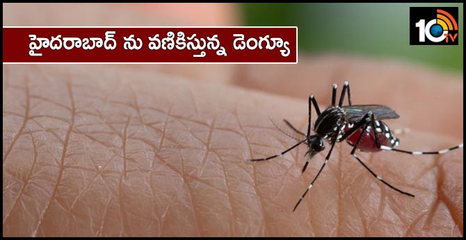 increase Dengue Cases at Hyderabad