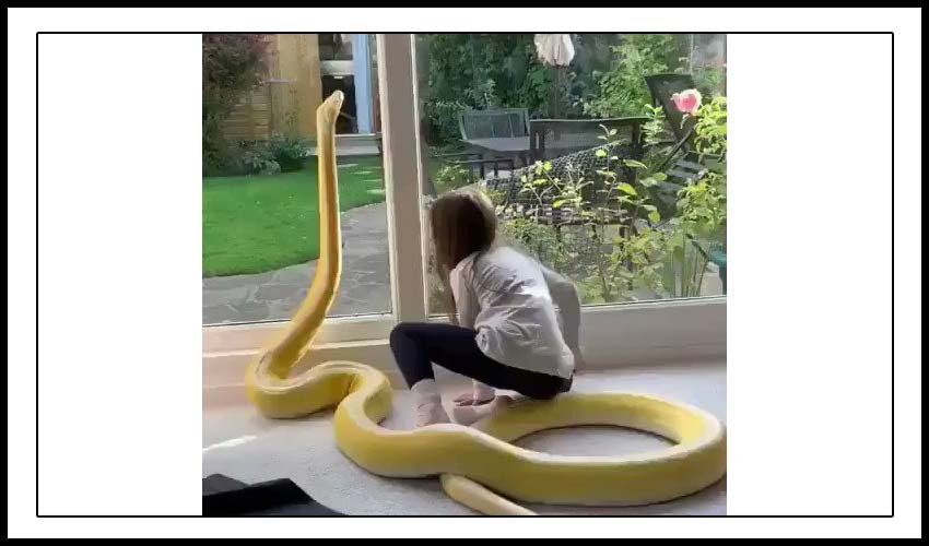 Yellow Python Gives Little Girl Kiss Forehead 14645