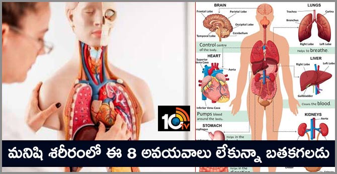 మనిషి శరీరంలో ఈ 8 అవయవాలు లేకున్నా బతకగలడు మనిషి శరీరంలో ఈ 8 అవయవాలు లేకున్నా బతకగలడు
