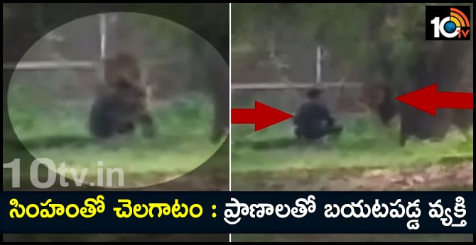 సింహంతో చెలగాటం : ప్రాణాలతో బయటపడ్డ వ్యక్తి సింహంతో చెలగాటం : ప్రాణాలతో బయటపడ్డ వ్యక్తి