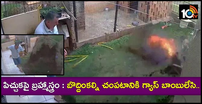 Brazil man Cesar blows up yard trying to kill cockroaches