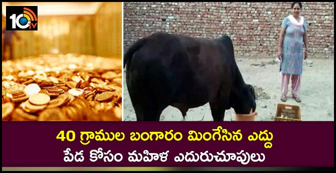40 గ్రాముల బంగారం మింగేసిన ఎద్దు.. పేడ కోసం మహిళ ఎదురుచూపులు 40 గ్రాముల బంగారం మింగేసిన ఎద్దు.. పేడ కోసం మహిళ ఎదురుచూపులు