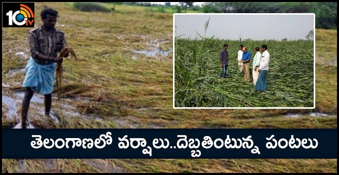 Heavy rains in Telangana Damaged crops