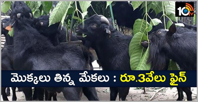 Hyderabad Goats chew up Haritha plants, owner fined