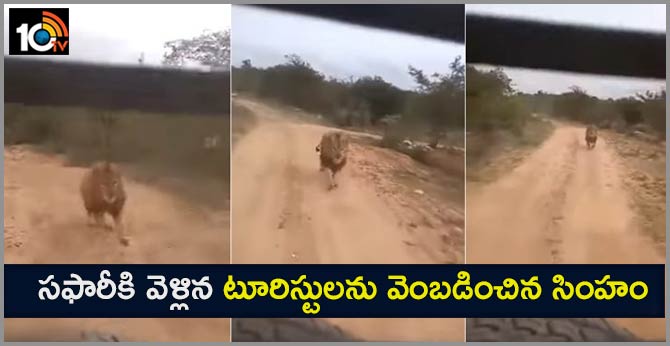 Lion Chases Tourists On Safari In Karnataka. Terrifying Video Is Viral