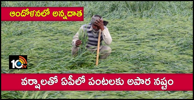 Premature rains in AP Heavy damage to crops