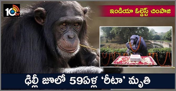 Rita, India's oldest chimpanzee, dies at Delhi Zoo