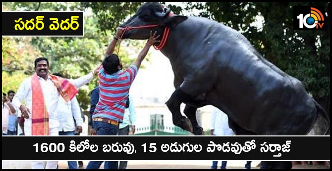 Sadar Festival In Hyderabad Sartaj Center Of Attraction