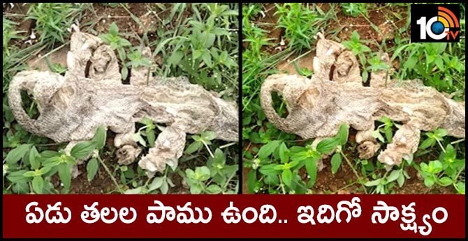 ‘Seven-headed’ snake’s skin draws crowds near Bengaluru