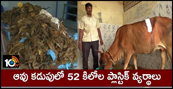 ఆవు కడుపులో 52 కిలోల ప్లాస్టిక్ వ్యర్థాలు ఆవు కడుపులో 52 కిలోల ప్లాస్టిక్ వ్యర్థాలు