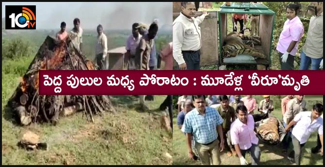 పెద్ద పులుల మధ్య పోరాటం : మూడేళ్ల ‘వీరూ’మృతి పెద్ద పులుల మధ్య పోరాటం : మూడేళ్ల ‘వీరూ’మృతి