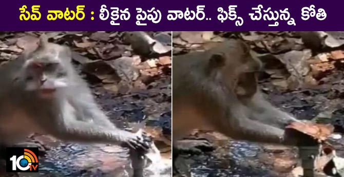 Viral video of monkey trying to fix a water leak