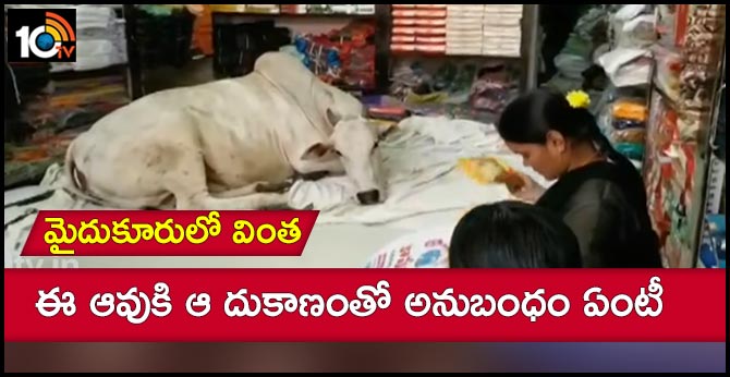 మైదుకూరులో వింత : ఈ ఆవుకి ఆ దుకాణంతో అనుబంధం ఏంటీ మైదుకూరులో వింత : ఈ ఆవుకి ఆ దుకాణంతో అనుబంధం ఏంటీ