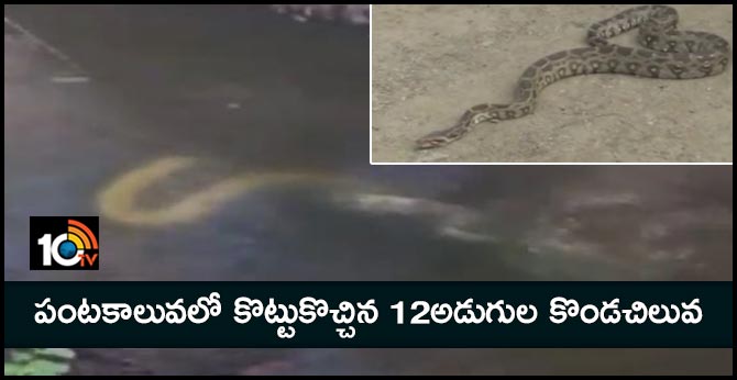 పంటకాలువలో కొట్టుకొచ్చిన 12అడుగుల కొండచిలువ పంటకాలువలో కొట్టుకొచ్చిన 12అడుగుల కొండచిలువ