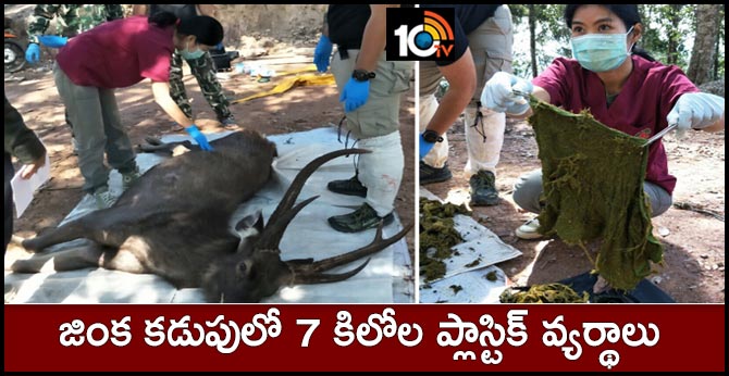 7 kg of plastic waste in deer stomachs..died