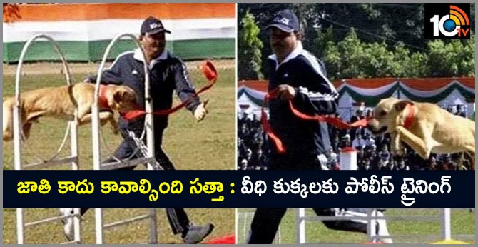 A First..police training for street dogs in Uttarakhand Police Recruits Street Dog In Sniffer Squad