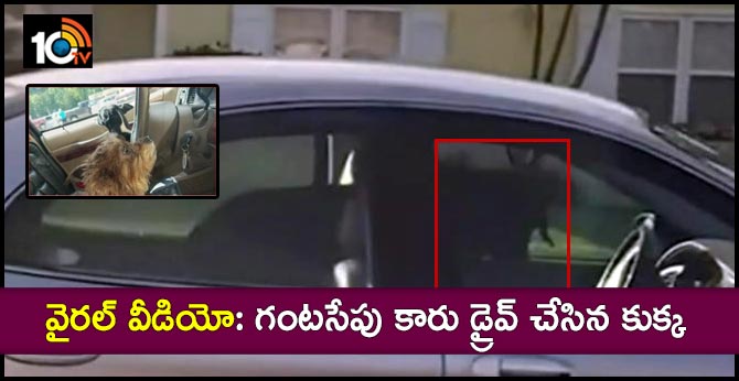 వైరల్ వీడియో: గంటసేపు కారు డ్రైవ్ చేసిన కుక్క వైరల్ వీడియో: గంటసేపు కారు డ్రైవ్ చేసిన కుక్క