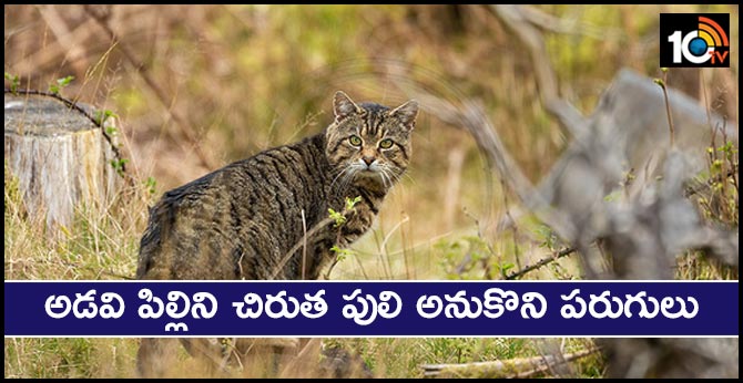 అడవి పిల్లిని చిరుత పులి అనుకొని పరుగులు అడవి పిల్లిని చిరుత పులి అనుకొని పరుగులు