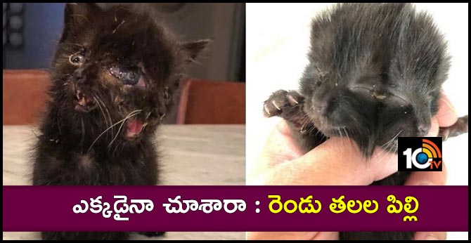 ఎక్కడైనా చూశారా : రెండు తలల పిల్లి ఎక్కడైనా చూశారా : రెండు తలల పిల్లి