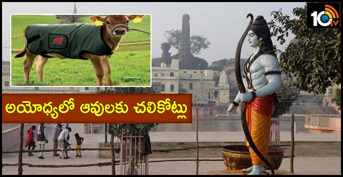 అయోధ్యలో ఆవులకు చలికోట్లు అయోధ్యలో ఆవులకు చలికోట్లు